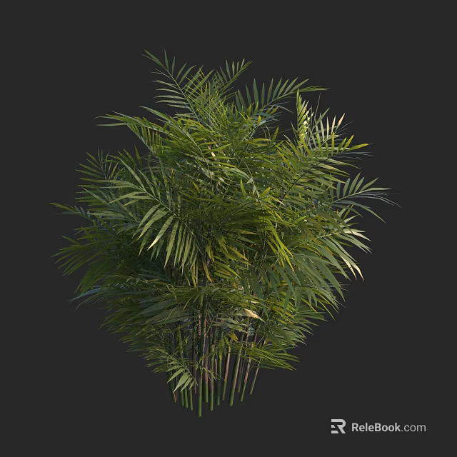 Lush Green Tropical Shrub With Slender Stems And Feathery Leaves 3d model 
