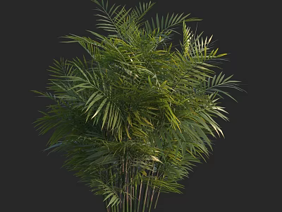 Lush Green Tropical Shrub With Slender Stems And Feathery Leaves 3d model