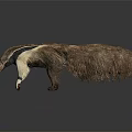 Giant Anteater With Long Snout Furry Body And Black White Markings On Dark Surface
