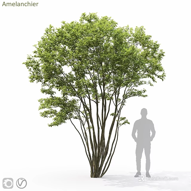 Tall Arbor With Dense Green Foliage And Human Silhouette For Size Reference 3d model