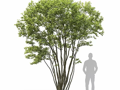 Tall Arbor With Dense Green Foliage And Human Silhouette For Size Reference 3d model