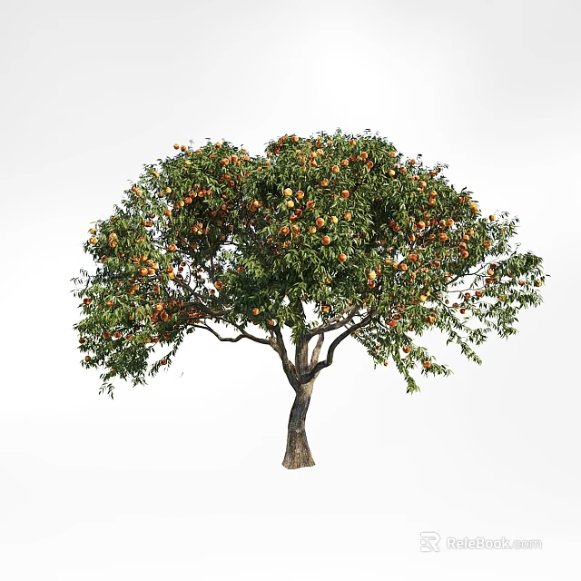 Tall Fruit Bearing Tree With Lush Green Leaves And Ripe Fruits 3d model 
