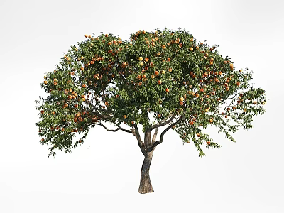 Tall Fruit Bearing Tree With Lush Green Leaves And Ripe Fruits 3d model