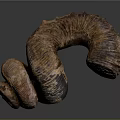 Aquatic Animal Fossil With Curved Ringed Segmented Structure Brown Gray Coloration