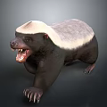 Honey Badger With Black And White Fur Open Mouth Sharp Teeth And Claws