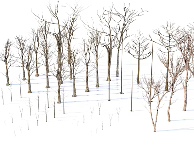 Leafless Deciduous Trees Standing On Snowy Ground With Small Saplings 3d model