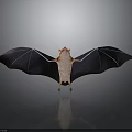 Bat With Spread Black Wings Light Colored Body And Red Head On Dark Background