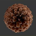 Brown Pine Cone with Natural Texture and Detailed Structure Isolated on Dark Background