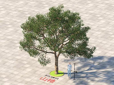 Arbor Hawthorn Tree 5 Meters Tall on Square Paved Ground with Person Standing Nearby 3d model