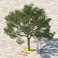 Arbor Hawthorn Tree 5 Meters Tall on Square Paved Ground with Person Standing Nearby