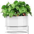 Modern Hanging Strawberry Plants With Green Leaves Red Strawberries And White Metal Pots