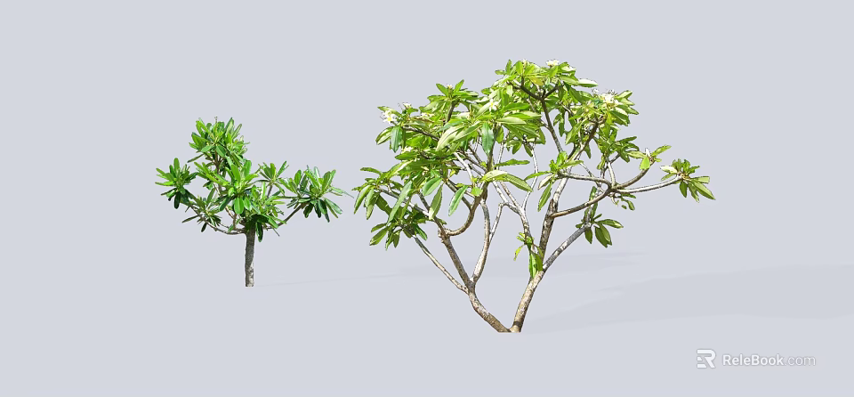Two Green Leafy Shrubs With Thin Branches And Natural Growth Habit 3d model