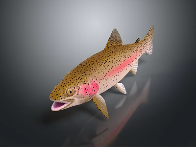 Fresh Rainbow Trout Fish With Pink Stripe And Black Spots For Daily Life Food Product 3d model