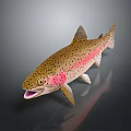 Fresh Rainbow Trout Fish With Pink Stripe And Black Spots For Daily Life Food Product