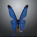 Blue Butterfly With Vibrant Blue And Orange Wings On Gray Background Showing Clear Reflection