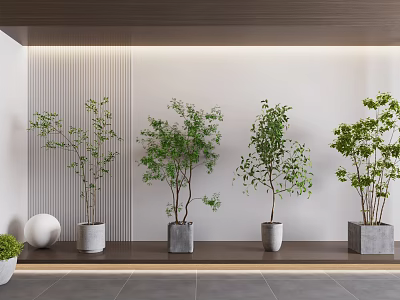 Multiple Bonsai Plants On Wooden Shelf With White Wall Background And Decorative Sphere 3d model