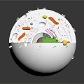 Organ and Hair Cellular Structure 3D Model with Colorful Organelles and Clear Details
