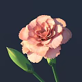 Beautiful Pink Carnation Flower With Soft Petals And Green Buds On Dark Background