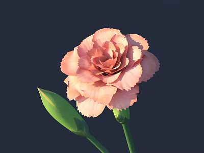 Beautiful Pink Carnation Flower With Soft Petals And Green Buds On Dark Background 3d model