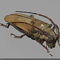 Flying Beetle With Long Antennae And Textured Tan Elytra On Gray Surface 3d model