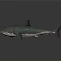 Realistic Green And Gray Shark Full Body Model On Gray Background 3d model
