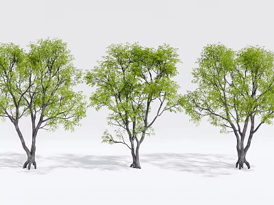 Three Arbor Trees Featuring Lush Green Foliage And Sturdy Gray Trunks In White Background 3d model