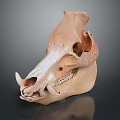Detailed Animal Skull With Tusk And Teeth On Dark Reflective Surface