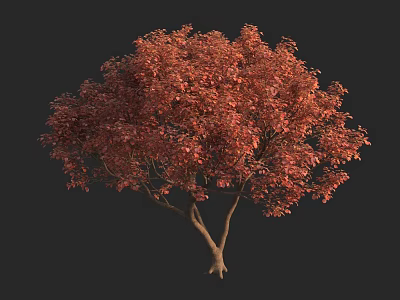 Deciduous Tree With Vibrant Red Foliage And Sturdy Brown Trunk 3d model