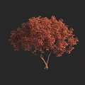 Deciduous Tree With Vibrant Red Foliage And Sturdy Brown Trunk 3d model