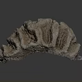 Natural Coral Polyps Skeleton With Fan Shaped Textured Brown White Formation