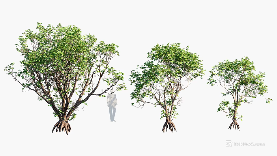 Three Trees With Exposed Root Systems And Green Foliage Near A Person 3d model 