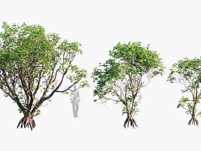 Three Trees With Exposed Root Systems And Green Foliage Near A Person 3d model