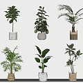 Various Potted Plants With Lush Green Leaves On White Shelf Ceramic And Woven Pots