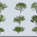 Different Arbor Types With Various Tree Shapes Isolated on White Background 3d model
