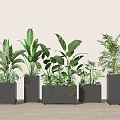 Indoor Decorative Potted Green Plants In Black Square Pots On Wooden Floor