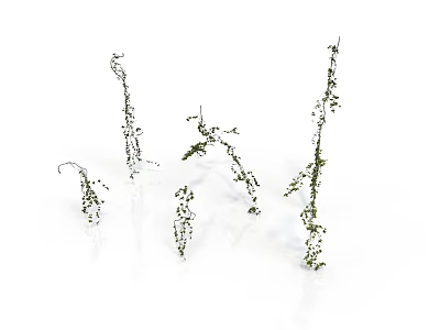 Slender Arbor with Green Leaves and Thin Stems on White Background Scene 3d model