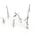 Slender Arbor with Green Leaves and Thin Stems on White Background Scene 3d model