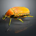 Striking Orange Beetle With Yellow Green Details And Shiny Body On Dark Background