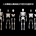 Educational Human Skeleton Medical Teaching Wall Chart with Skull Spine and Joints