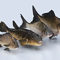 Fish carp crucian carp perch grass carp freshwater fish painted lip fish goldfish ornamental fish marine fish 3d model