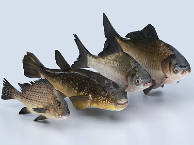 Various Freshwater Fish Species With Distinct Scales And Body Shapes 3d model