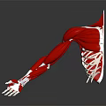 3D Rendered Human Arm Muscle Anatomy with Muscles Bones Grey Background and Reflection