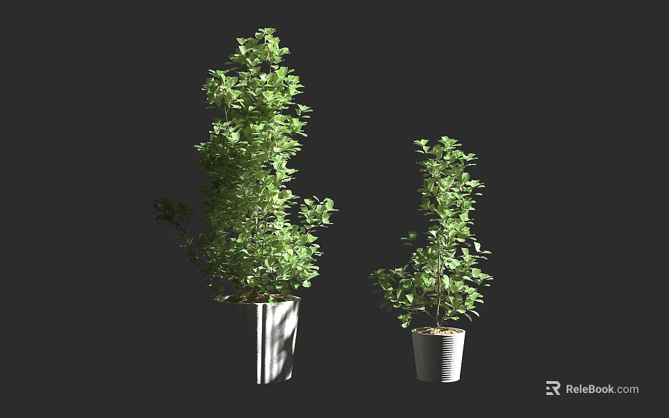 Two Different Sizes Bonsai Potted Plants With Green Lush Foliage In Modern White Planters 3d model 