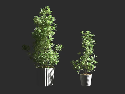 Two Different Sizes Bonsai Potted Plants With Green Lush Foliage In Modern White Planters 3d model