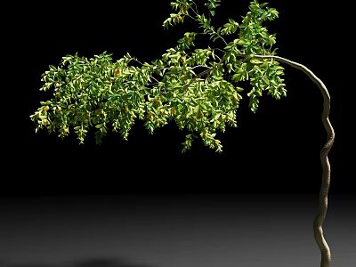 Arbor with Curved Trunk and Lush Green Foliage Against Black Background 3d model