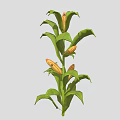 Healthy Green Corn Plant With Lush Leaves And Yellow Corn Cobs