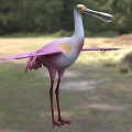Pink and White Bird with Long Beak Long Legs and Spread Wings in Grassland Woodland