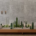 Cactus Bonsai Potted Plants With Gravel Stones On Wooden Shelf And Gray Wall