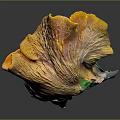 Vibrant Orange Vegetable Mushrooms Cluster With Wavy Edges And Fresh Texture