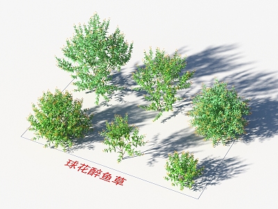 Blossom-flower-flower-flower plants model